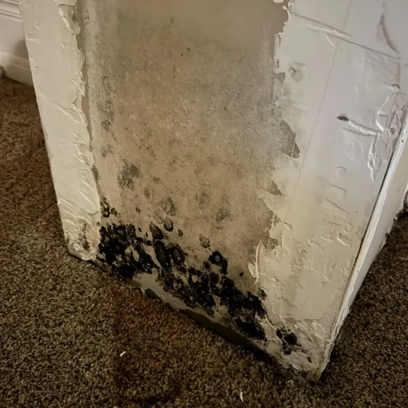 Professional Mold Removal in Myrtle Creek, OR